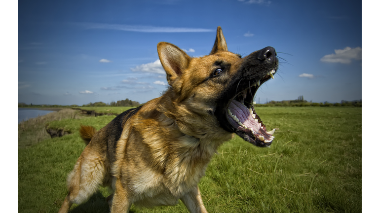 German shepherd dog