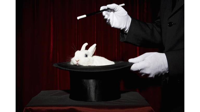 The gloved hands of a magician performing a magic trick with a rabbit in a top hat