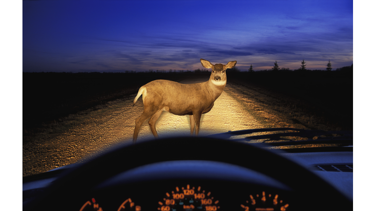 Deer in headlights
