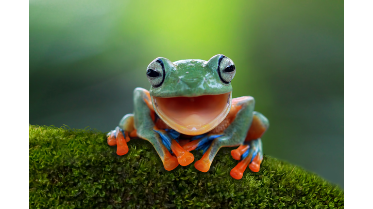 Portrait of a Javan tree frog