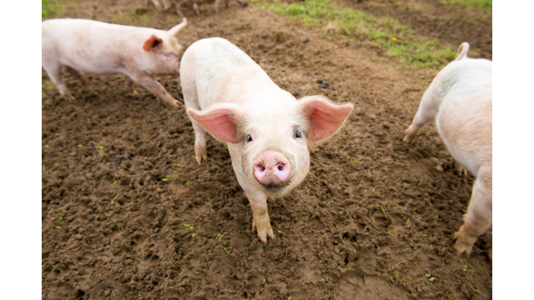Pigs In Farm
