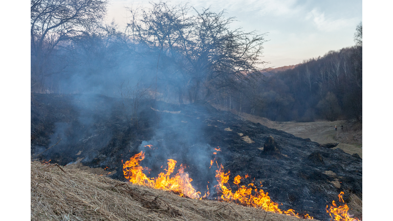 Fire in field. Burning dry grass near forest after winter