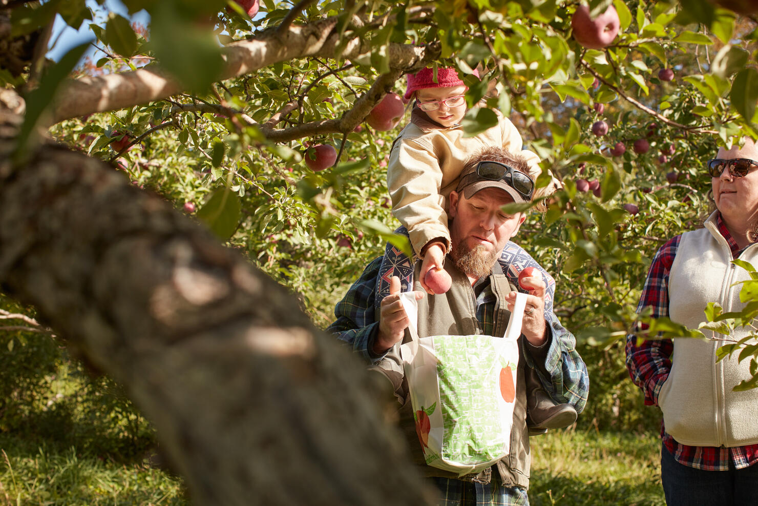 Father and daughter picking apples from tree