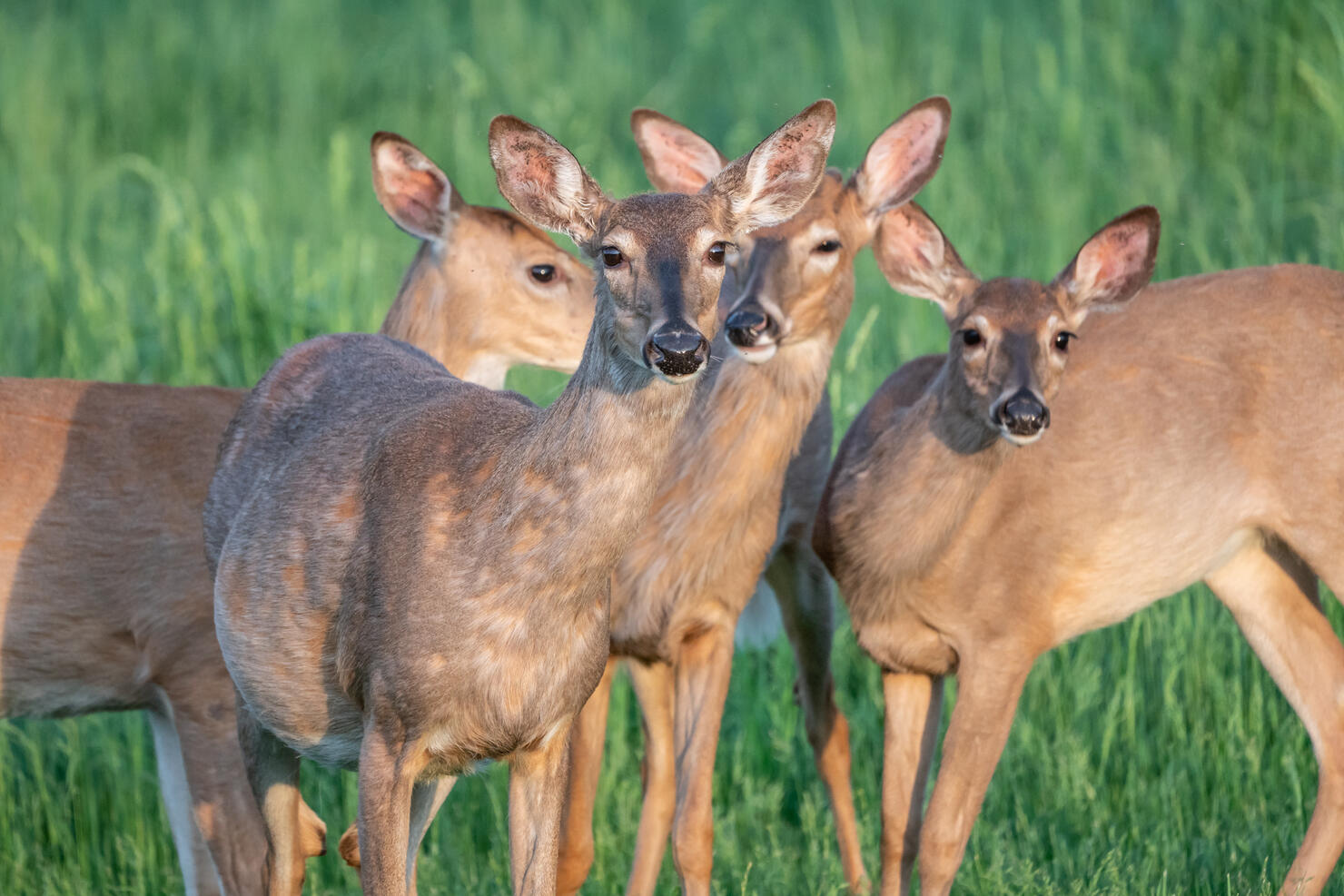 Herd of white-tailed deer looking at camera.