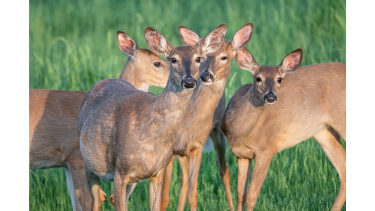 Herd of white-tailed deer looking at camera.