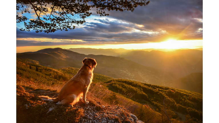 Golden retriever dog watching sunrise in mountains