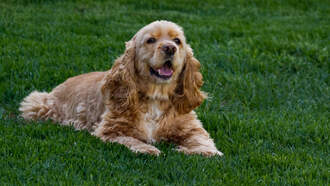 Dog sets new world record riding a skateboard thru a “tunnel” of 40 people