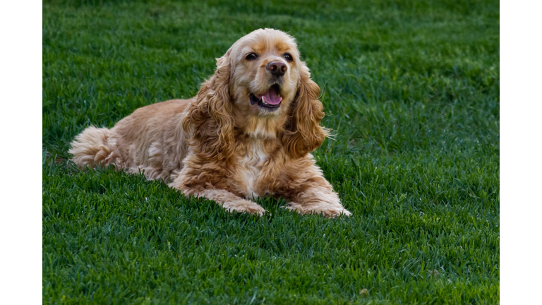 American cocker spaniel laying in green grass