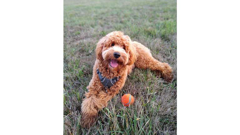 goldendoodle happily laying on grass with ball