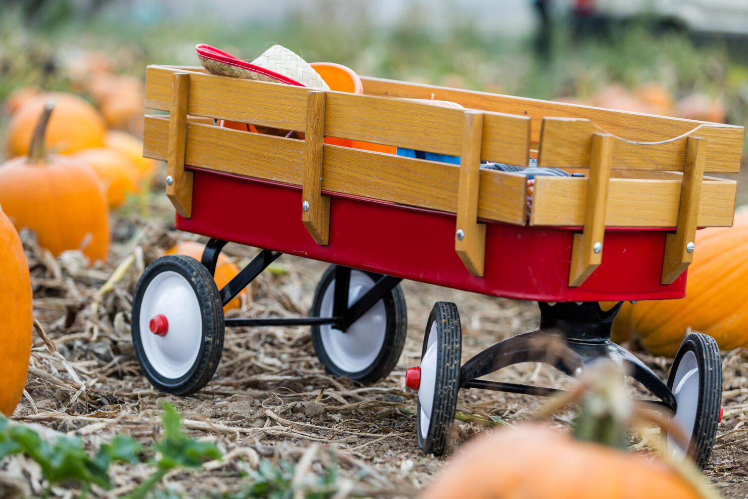 Pumpkin patch