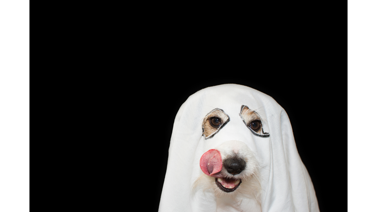 ACK RUSSELL DOG HALLOWEEN GHOST COSTUME PARTY. LINKING WITH TONGUE NOSE ISOLATED AGAINTS BLACK BACKGROUND