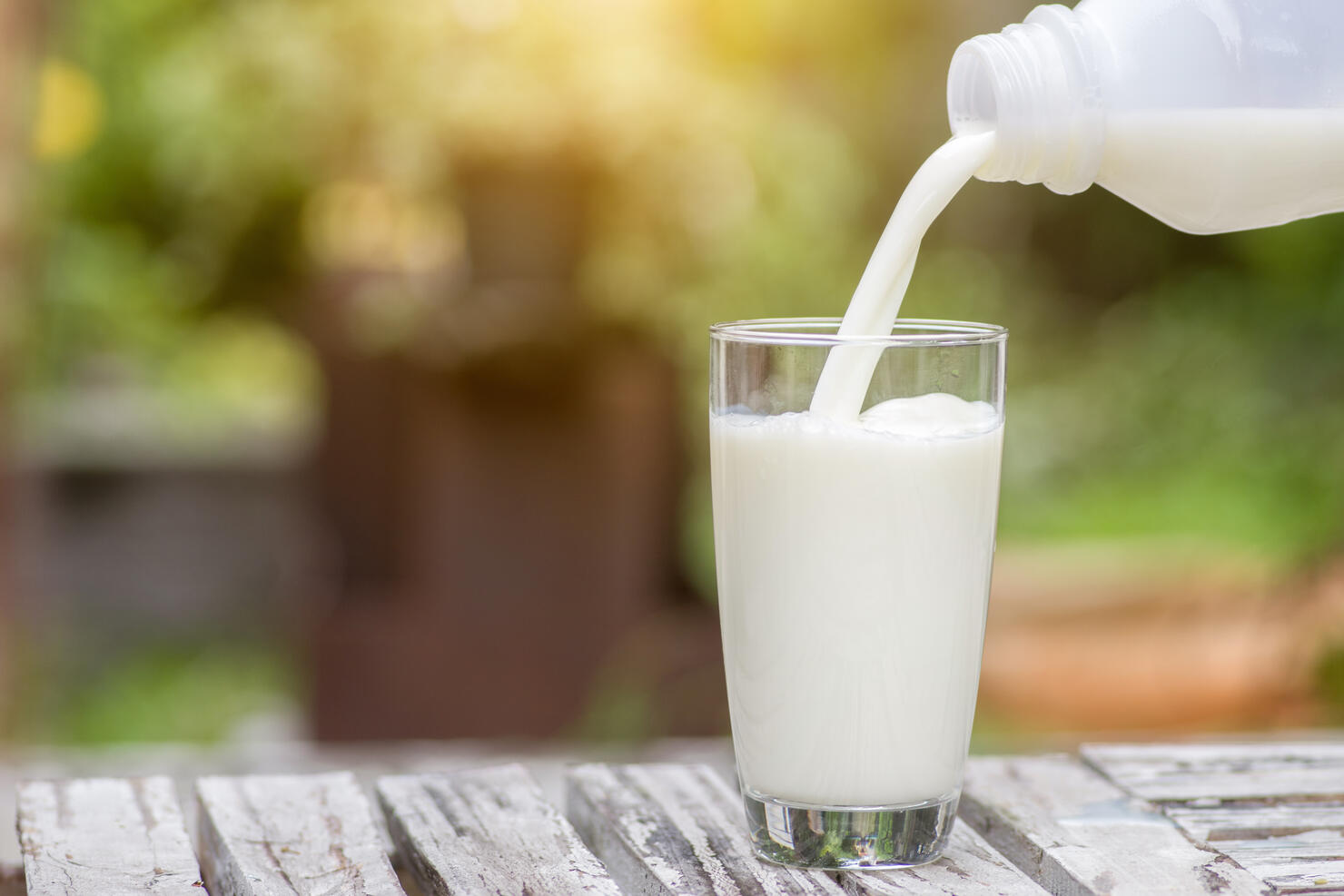 Pouring milk in the glass on the background of nature.