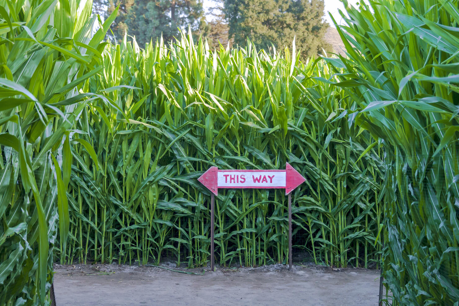 Corn maze with directional sign