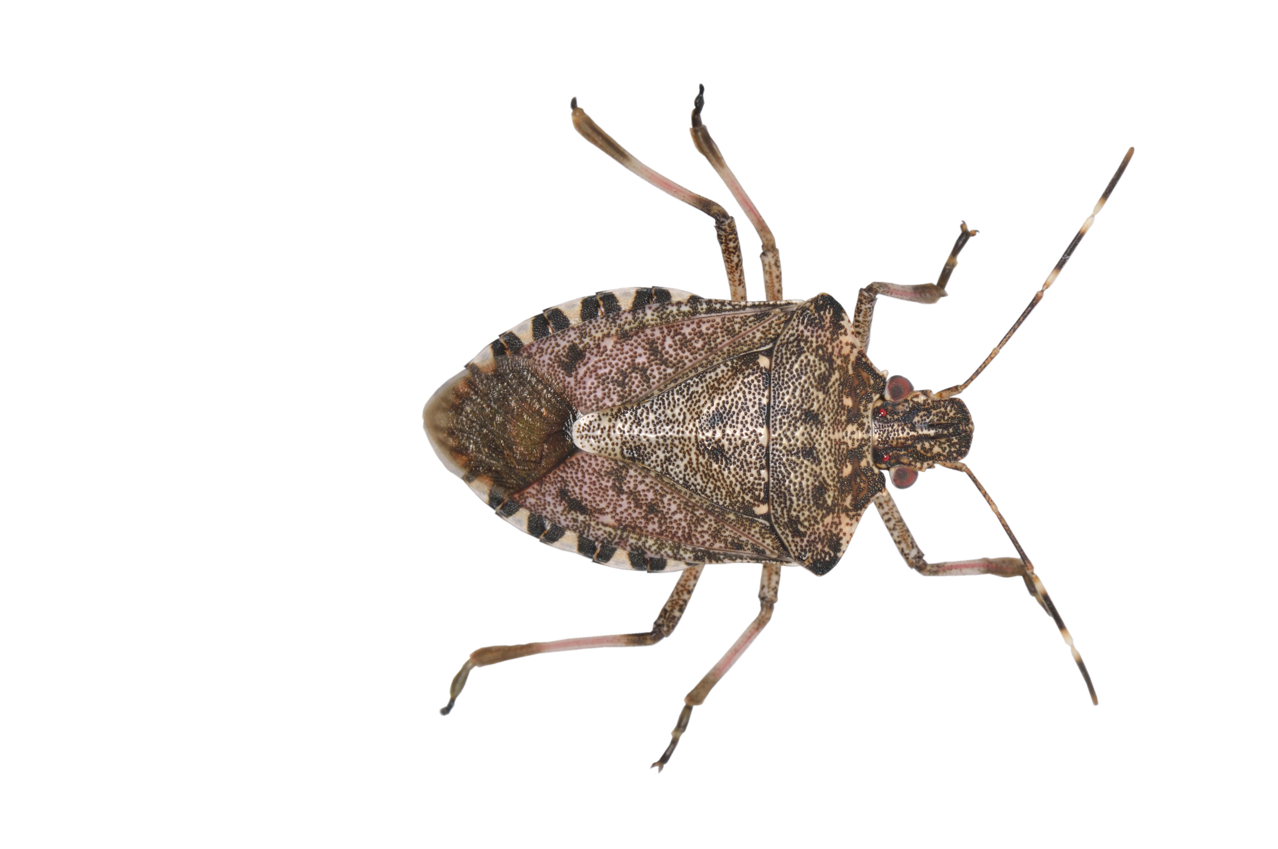 Invasive Species Of Stink Bug Taking Over Michigan | IHeart