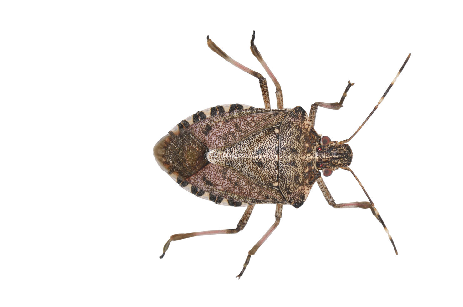 Brown Marmorated Stink Bug, Halyomorpha halys