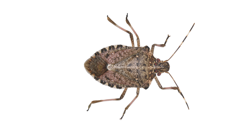 Brown Marmorated Stink Bug, Halyomorpha halys