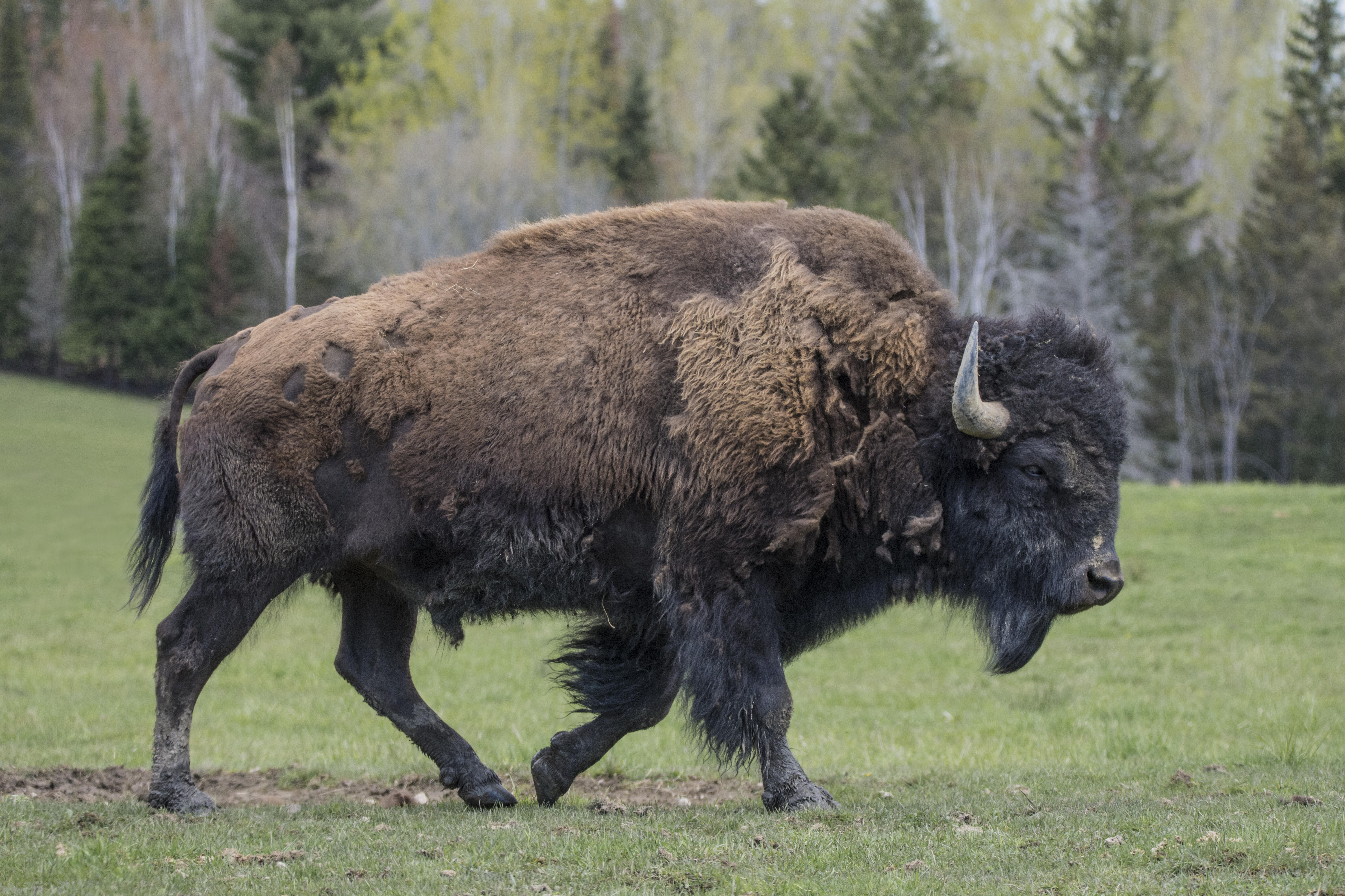 Bison Gores Woman In Yellowstone National Park | iHeart