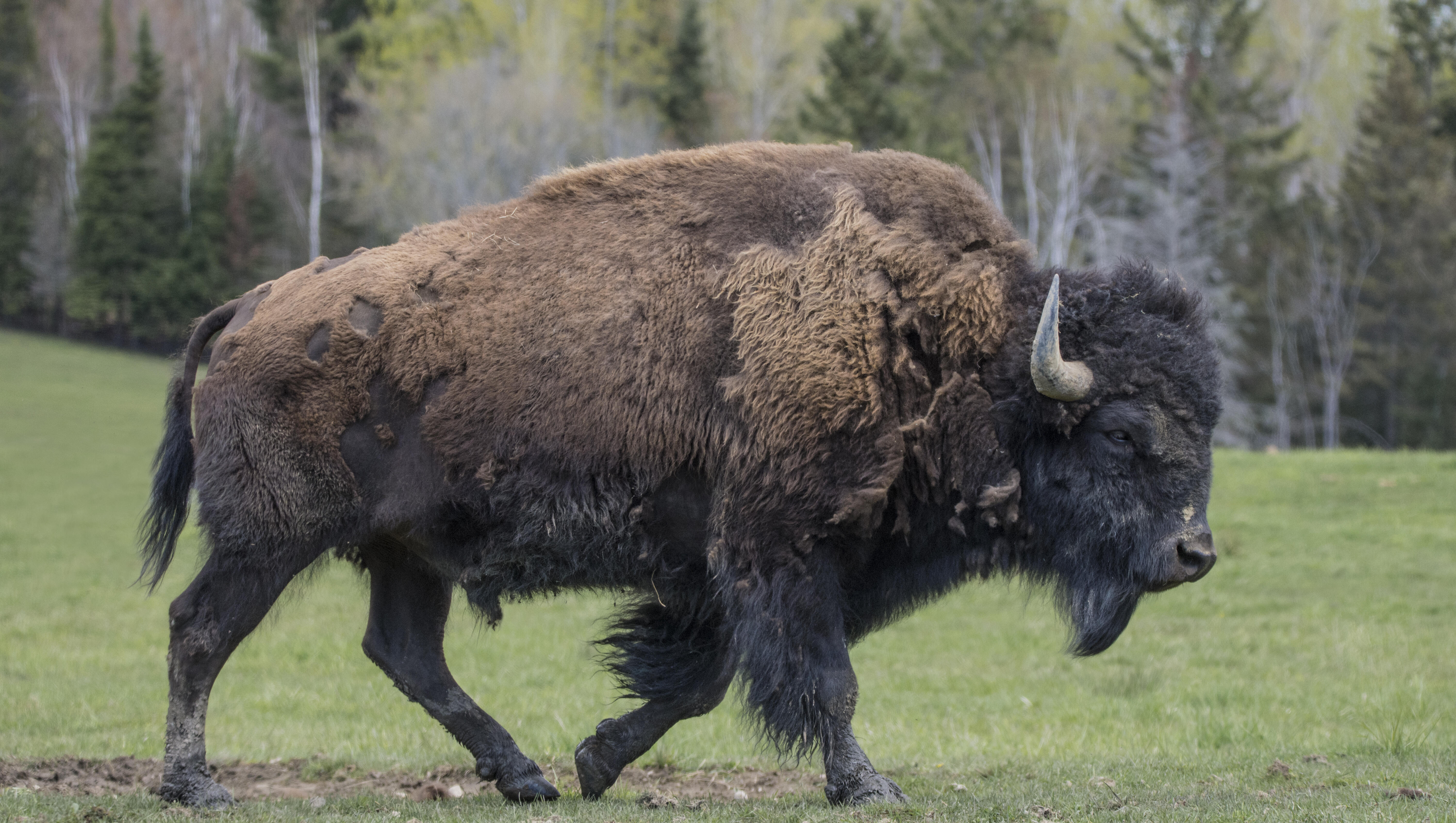 Bison Attacks Father and Son in Yellowstone
