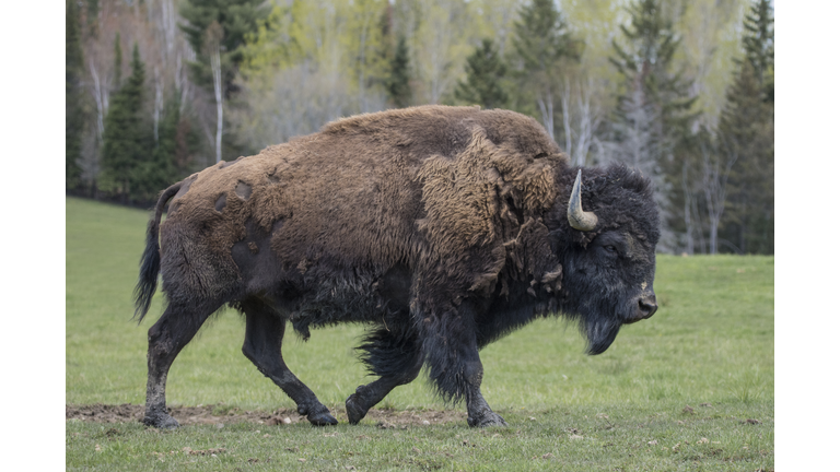 Bison Walking