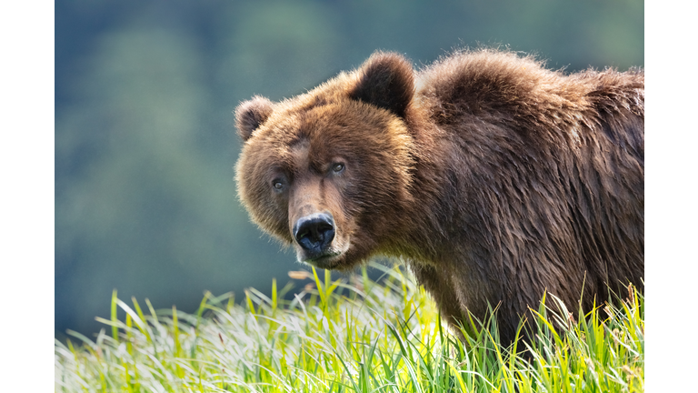 Grizzly Bear close-up in a grassy meadow