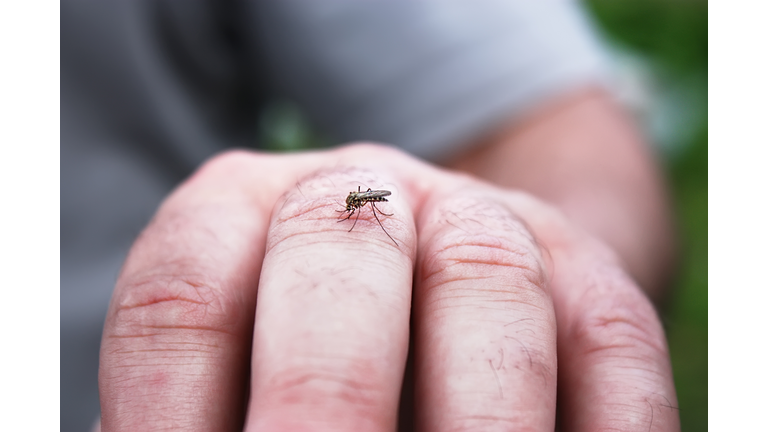 mosquito sucking blood on the man skin