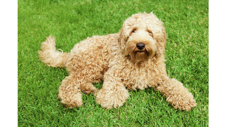 Cute labradoodle on a grassy field