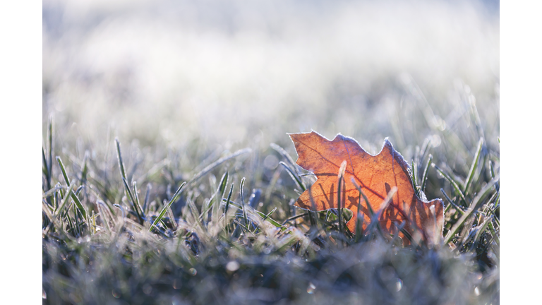 Fallen leaf covered in winter frost