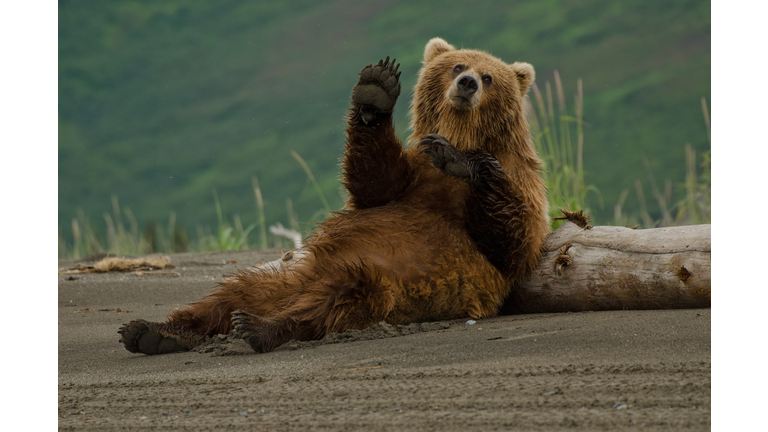 Coastal Brown Bear