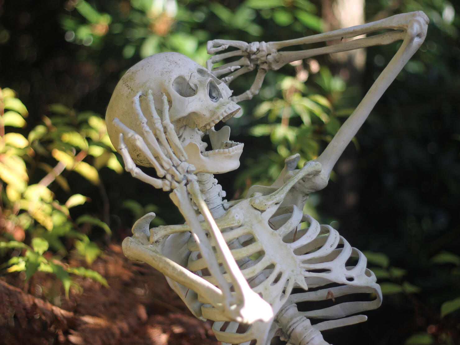 Human Skeleton On Field