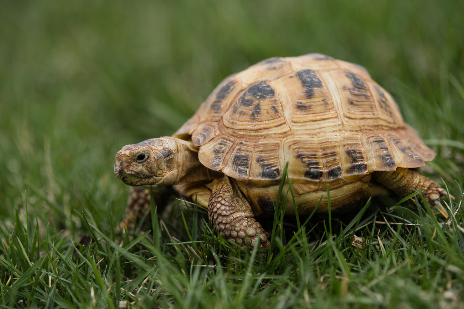 Russian Tortoise Goes on a Stroll