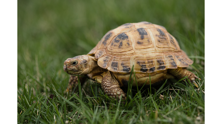 Russian Tortoise Goes on a Stroll