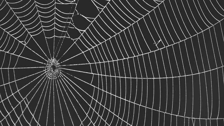 MIT Scientists Found a Way to Turn Spider Webs into Music | KFI AM 640