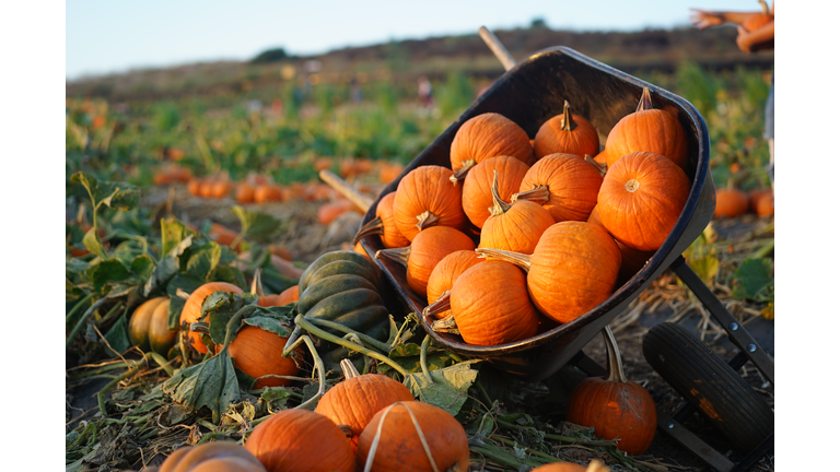 Wheelbarrow full of pumpkins