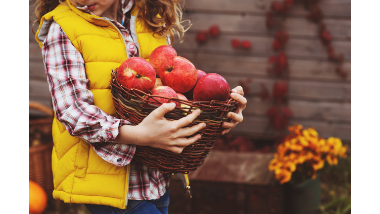 Midsection Of Girl Holding Wicker Basket With Apples
