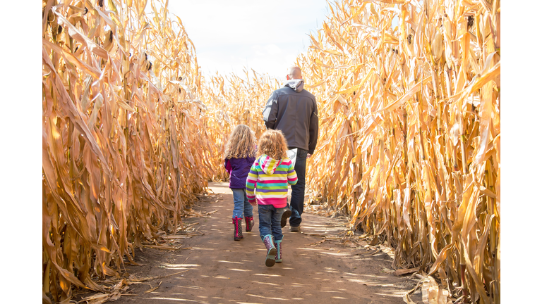 Two Girls & Dad Walking Through Autumn Corn Maze