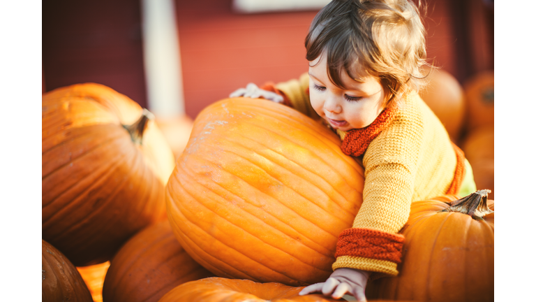 Cute Baby Boy Choosing Fall Pumpkins