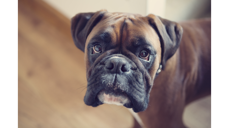 Boxer dog indoors, with direct eye contact