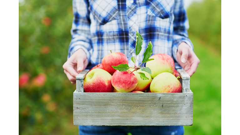 Woman picking apples in wooden crate