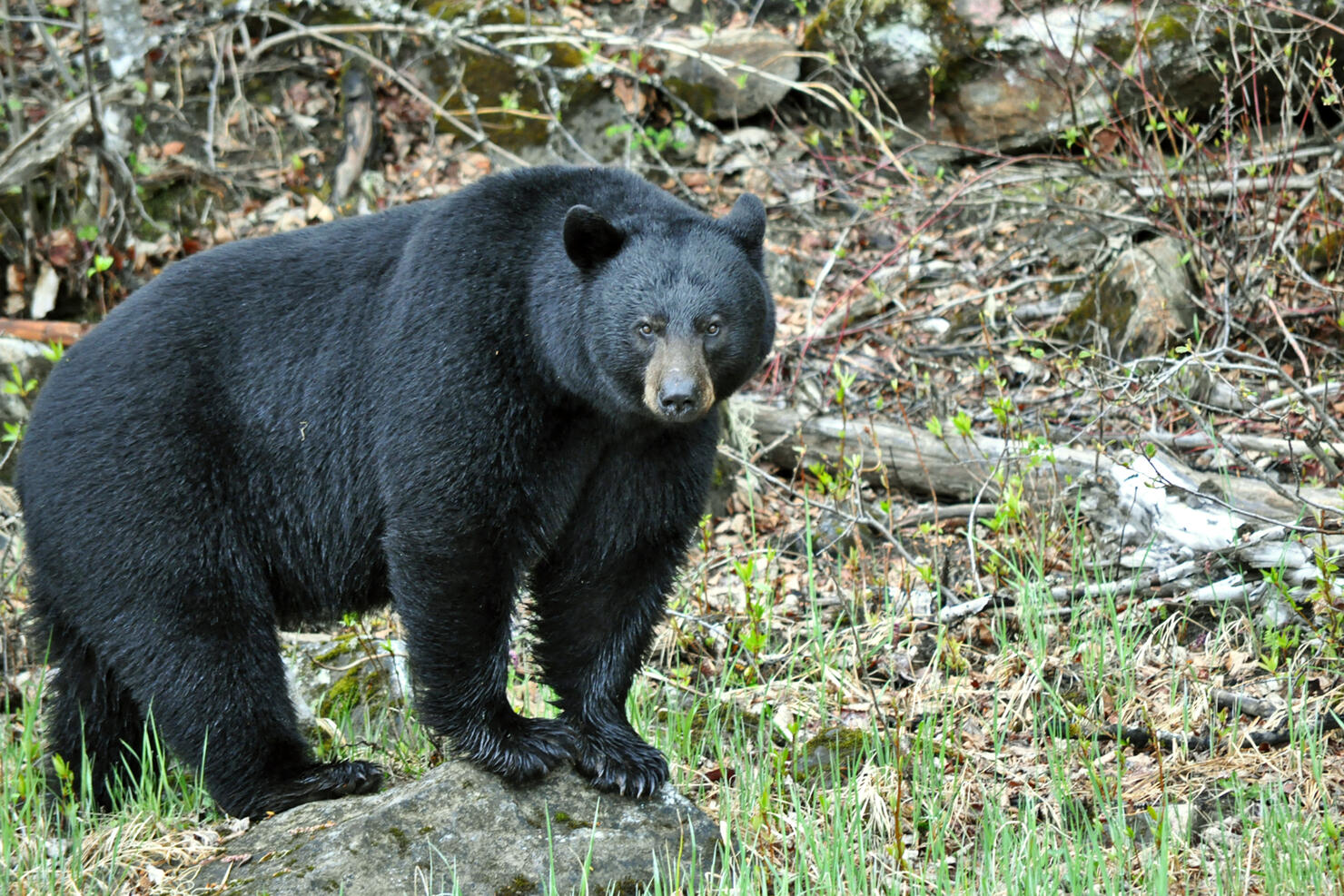 Black Bear