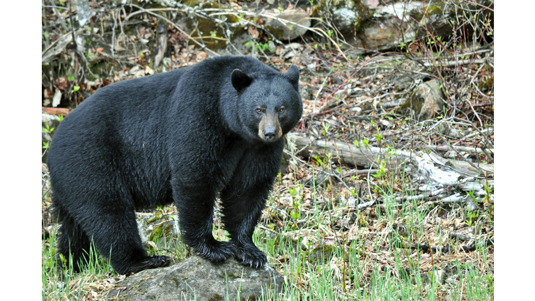 Black Bear