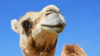 Man Takes Camel Out To Get French Fries
