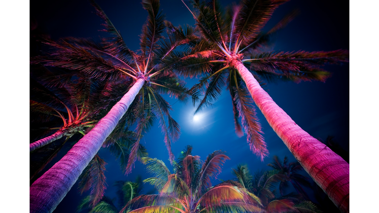 Palm Tree Illumination