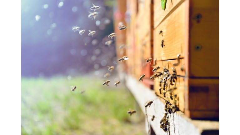 Bees flying around beehive. Beekeeping concept.