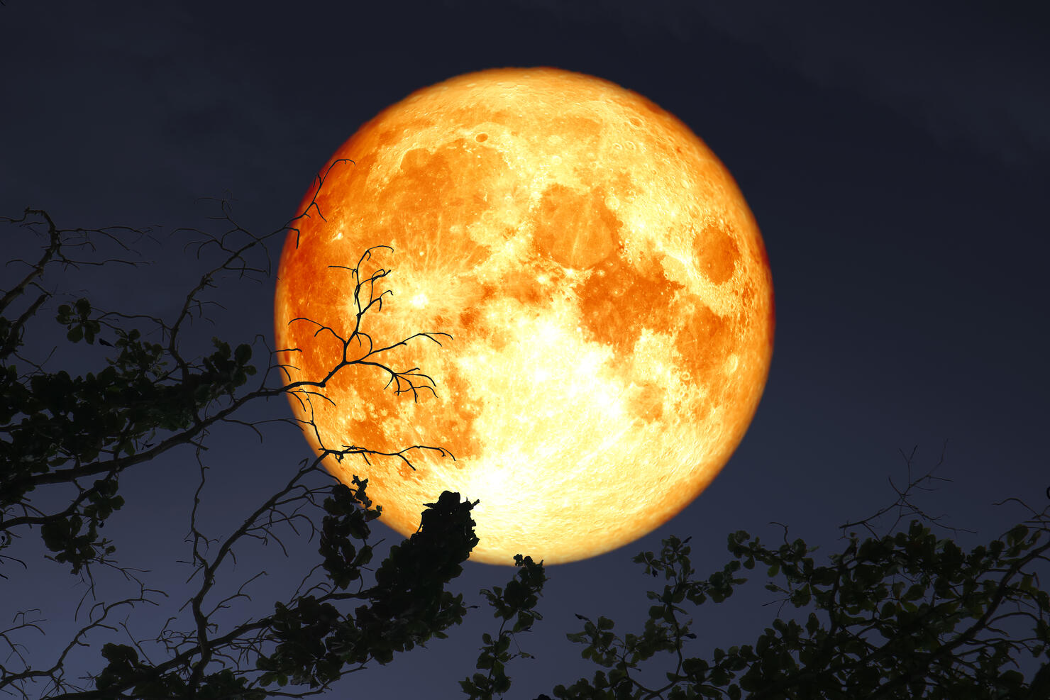 super full blood moon floats in dark night sky above the silhouette branch dry tree