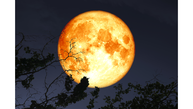 super full blood moon floats in dark night sky above the silhouette branch dry tree