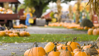 Pumpkins May Be Hard To Find This Year