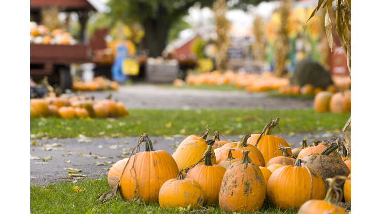 Freshly picked pumpkins for sale at a pumpkin patch festival