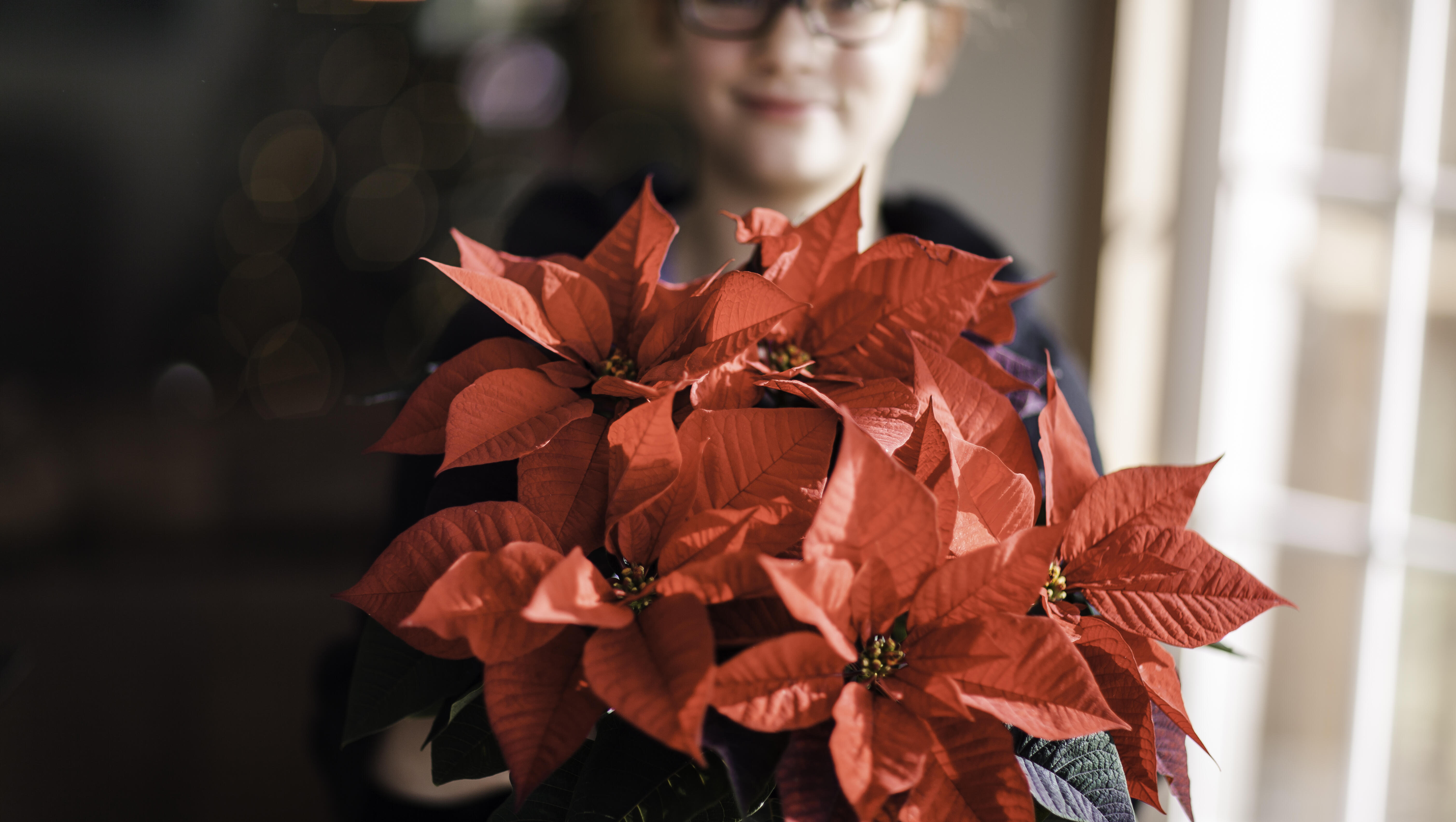 Plant of the Week - Poinsettia