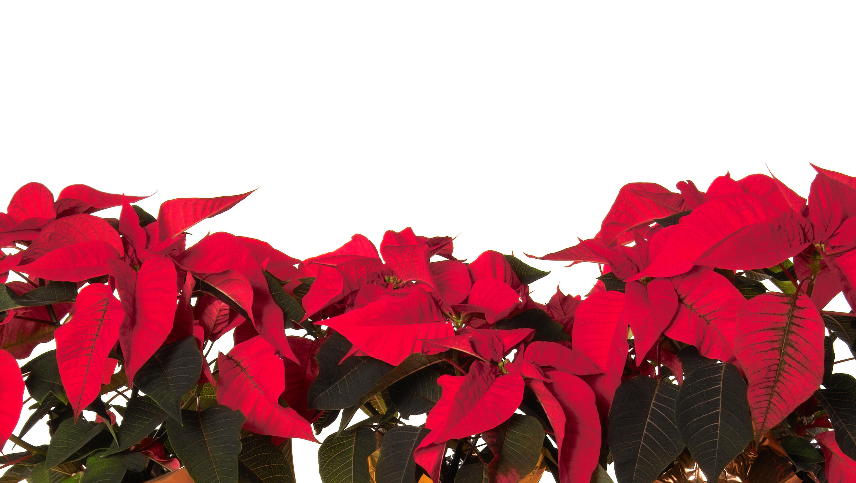 How To Keep Your Poinsettia Looking Its Best