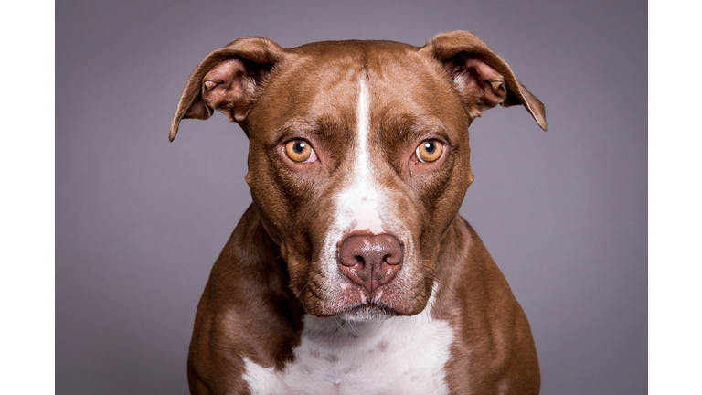 Headshot Of Pit Bull Looking At Camera